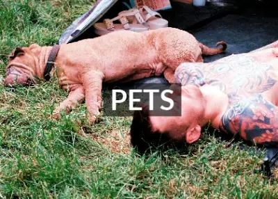 Dog fast asleep in tent with owner next to him